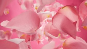 Super Slow Motion of Falling Pink Rose Petals on Pink Background. Camera Placed on High Speed Cine bot, Rotating Around. Filmed on High Speed Cinema Camera, 1000 fps. Speed Ramp. - Powered by Shutterstock - Get 15% off with code: PIKWIZARD15