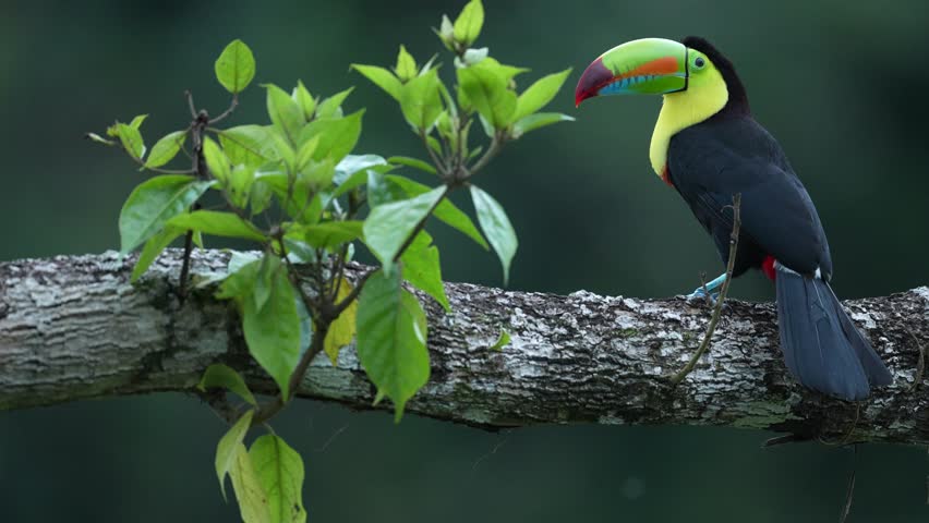 Wildlife from Costa Rica. Costa Rica wildlife. Toucan sitting on the branch in the forest, green vegetation. Nature travel holiday in central America. Keel-billed Toucan, Ramphastos sulfuratus. 