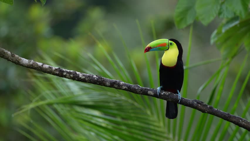 Toucan sitting on the branch in the forest, green vegetation. Nature travel holiday in central America. Keel-billed Toucan, Ramphastos sulfuratus. Wildlife from Costa Rica. Costa Rica wildlife. 