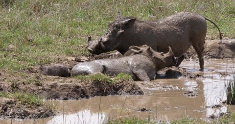 Warthog, phacochoerus aethiopicus, Pair having Mud Bath, Nairobi Park in Kenya, real Time 4K
