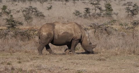 White Rhinoceros, ceratotherium simum, Adult Walking, Nairobi Park in Kenya, Real Time 4K