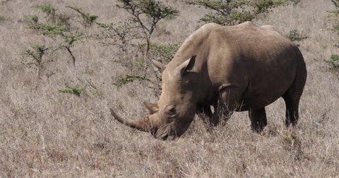 White Rhinoceros, ceratotherium simum, Female eating Grass, Nairobi Park in Kenya, Real Time 4K