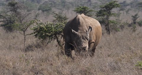 White Rhinoceros, ceratotherium simum, Female walking, Nairobi Park in Kenya, Real Time 4K