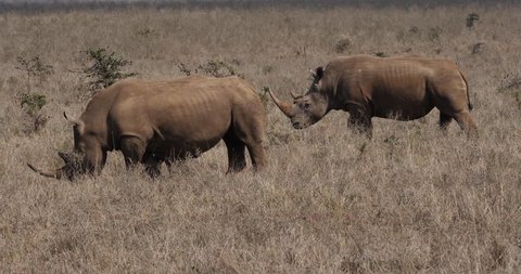 White Rhinoceros, ceratotherium simum, Male, Mother and Calf, Nairobi Park in Kenya, Real Time 4K