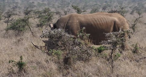 White Rhinoceros, ceratotherium simum, Female walking, Nairobi Park in Kenya, Real Time 4K