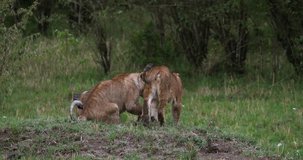 African Lion, panthera leo, Cubs playing, Masai Mara Park in Kenya, Real Time 4K