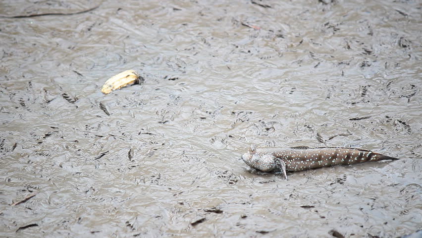 Mudskipper
