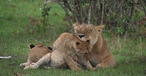 African Lion, panthera leo, Mother licking its Cub, Masai Mara Park in Kenya, Real Time 4K