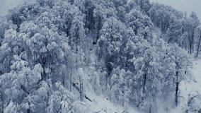 Beauty of a snowy forest. Elevate your projects with my captivating video, where winter's magic unfolds in every frame.