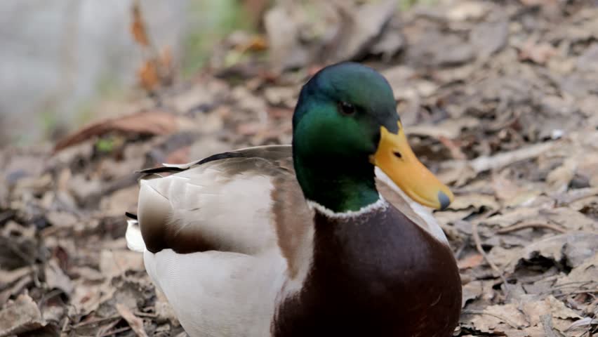 Duck close up. Feathered. River Mallard. Wild birds close up. Bird search food forage. Ducks searching food. Autumn forest. Royalty-Free Stock Footage #3408109741