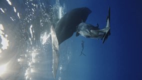Sperm whale calf drink mother's milk. underwater photographer takes rare footage cinema camera. Man engaging snorkeling swimming underwater sperm whale Indian ocean. Rare exclusive footage 14 120 fps