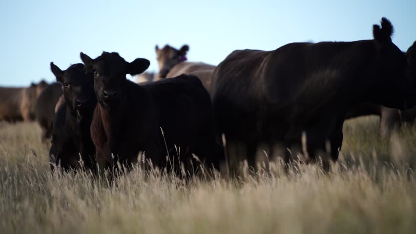 wagyu and angus beef cattle group of cows walking towards camera grazing on grass and pasture on a sunny spring day Royalty-Free Stock Footage #3408135337
