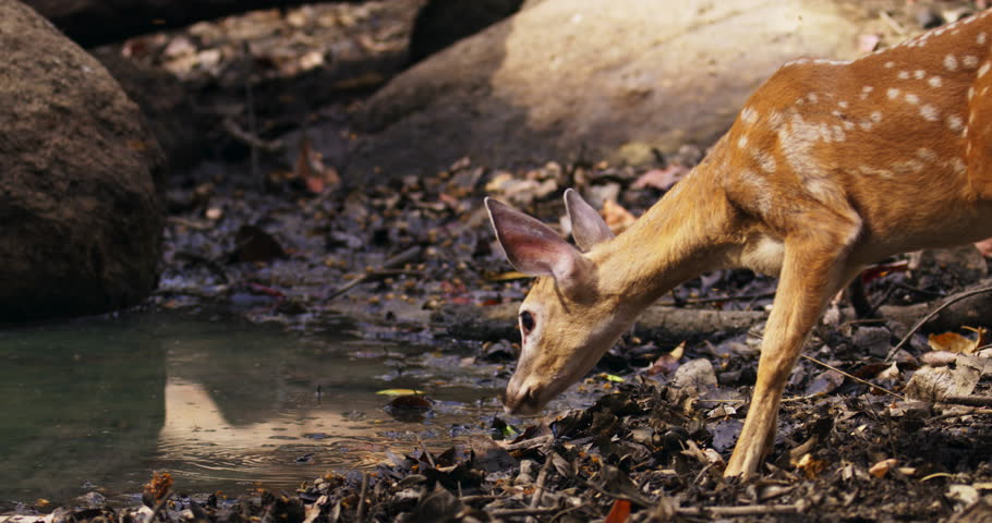 Near a pond, a juvenile white-tailed deer drinks before running away.