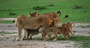 African Lion, panthera leo, Mothers and Cubs, Masai Mara Park in Kenya, Real Time 4K