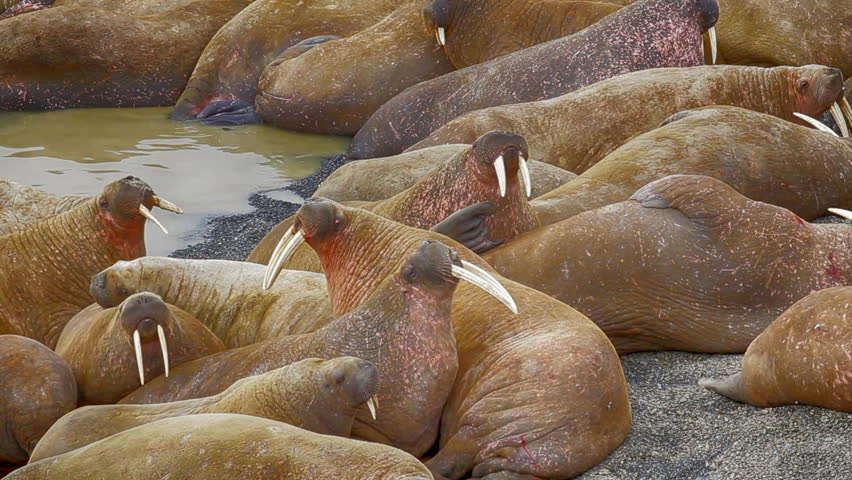 Life Atlantic walruses (Odobenus r. rosmarus, males) at haul out sites is (at most) of sleep and small conflicts with neighbors. This large rookery is located on island of Vaigach in the Barents sea | Shutterstock HD Video #34081918