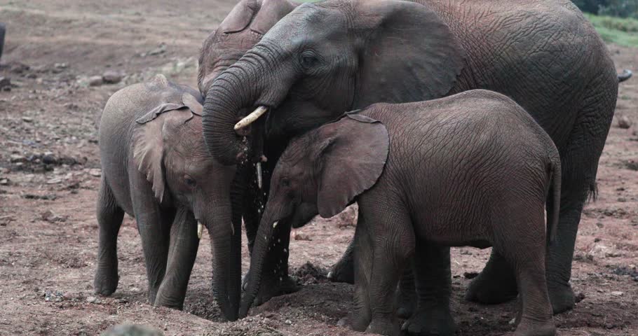 Elephant Family With Their Young Calf In Aberdare National Park, Kenya, East Africa. Static Shot