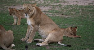 African Lion, panthera leo, Mother Scratching its neck, Masai Mara Park in Kenya, Real Time 4K