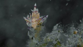 A nudibranch sits on the bottom of a tropical sea, swaying in the current.
Pale Coryphellina (Coryphellina sp.) 20 mm. ID: cream-yellow, perfoliate purple-tipped rhinophores.