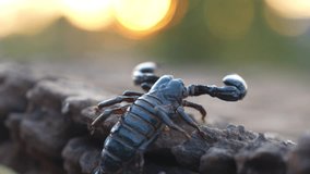 A giant scorpion crawled on a tree trunk with the morning sunrise in the background.