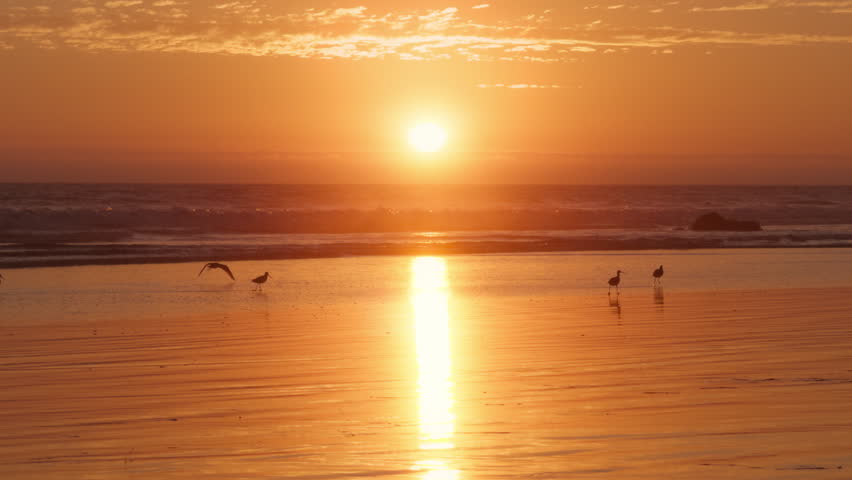 Cute birds in shore at the sea. Long billed curlew walking along the coastline. Magic sunset landscape. Picturesque shot of ocean waves rolling on the sandy beach. Natural background, 4k footage