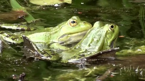 Water frogs