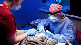 Professional veterinary health: extraction of teeth in a veterinary clinic. Animal care, cleaning under anesthesia, anesthesia supervision and oral hygiene. High quality 4k footage - Powered by Shutterstock - Get 15% off with code: PIKWIZARD15