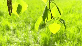 Green leaves on wind with green sunny grass on green field. 4K video clip