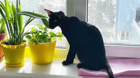 Black purebred oriental cat sits on window sill with green plants and looking at window on winter snow