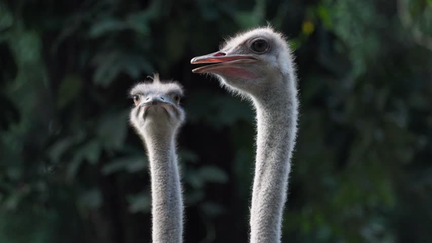Close up portrait of two ostriches Royalty-Free Stock Footage #3408559475