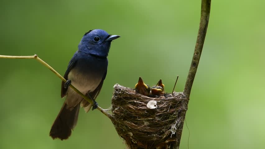 Beautiful bird male Black-naped Monarch or Blue Flycatcher lookin his chicks in the nest with love and take care, Hypothymis azurea