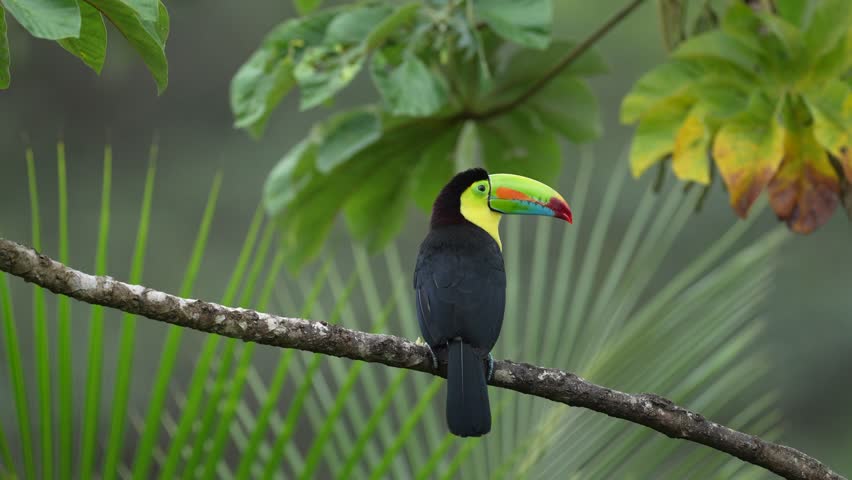 Mexico wildlife. Keel-billed Toucan, Ramphastos sulfuratus, bird with big bill sitting on branch in the forest,  Yucatan. Nature travel in central America. Beautiful bird in nature habitat.