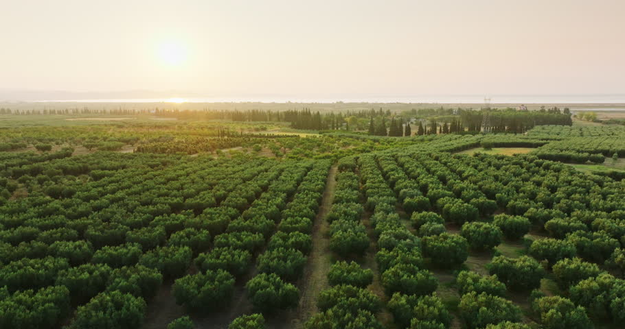 Farming fields of Olive trees. Industrial scale growing Eco friendly food. Aerial view Olives Garden grove in summer symbol of Greece. Trees pattern of slide from drone turn on treetops on sunset