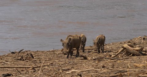 Warthog, phacochoerus aethiopicus, Adult and Youngs near the River, Samburu Park in Kenya, real Time 4K