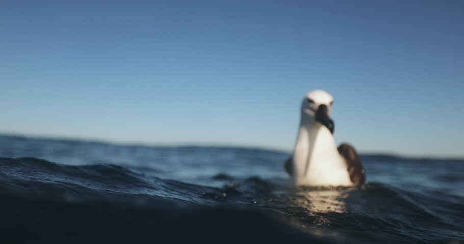 Seagull hunts fish in sea on undulating sea surface with splashes of water, on sunny day. She flies swiftly into water, grabs fish and flies away. slow motion. Wild life nature animals of South Africa