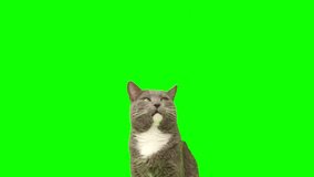Cat on a green screen chromakey. Gray cat isolated on a greenscreen. Feline is Sitting, Looking Up, Playing and Catching. Cat licks its muzzle. Kitten video. Keying. Advertising of goods for pets 4K - Powered by Shutterstock - Get 15% off with code: PIKWIZARD15