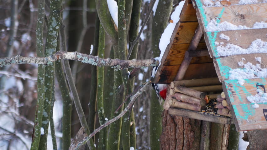Birds peck seeds from a feeder in a snowy winter park