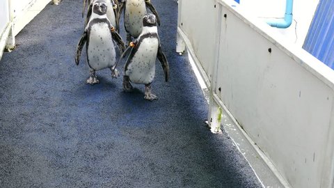 Humboldt Penguin (Peruvian Penguin) walking in the zoo.