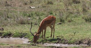 Impala, aepyceros melampus, Male drinking water, Masai Mara Park in Kenya, Real Time 4K