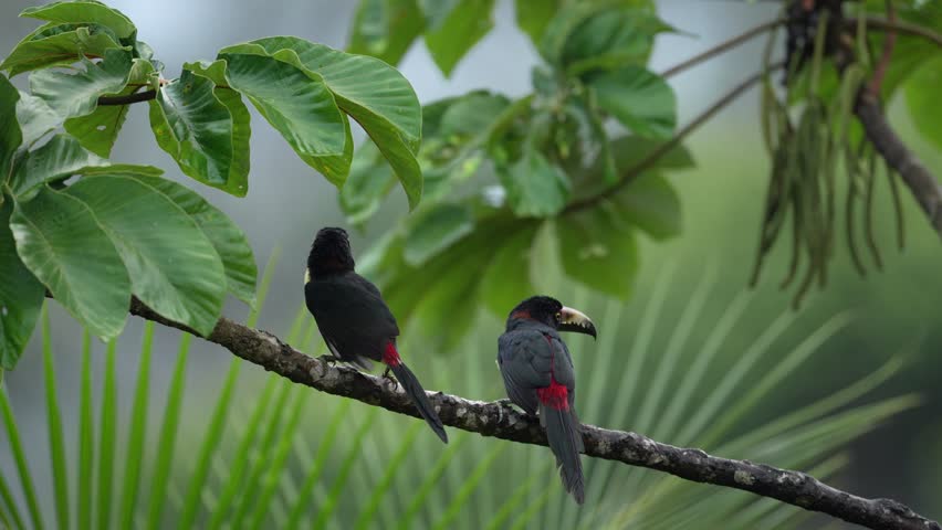 Collared Aracari, Pteroglossus torquatus, bird with big bill. Toucan sitting on the nice branch. Colorful tropical animal in the rainforest, Costa Rica. Pair couple bird.