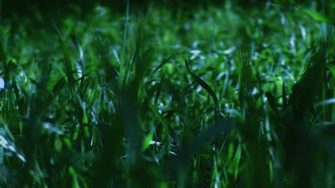 Grass blows in wind at Night - HD