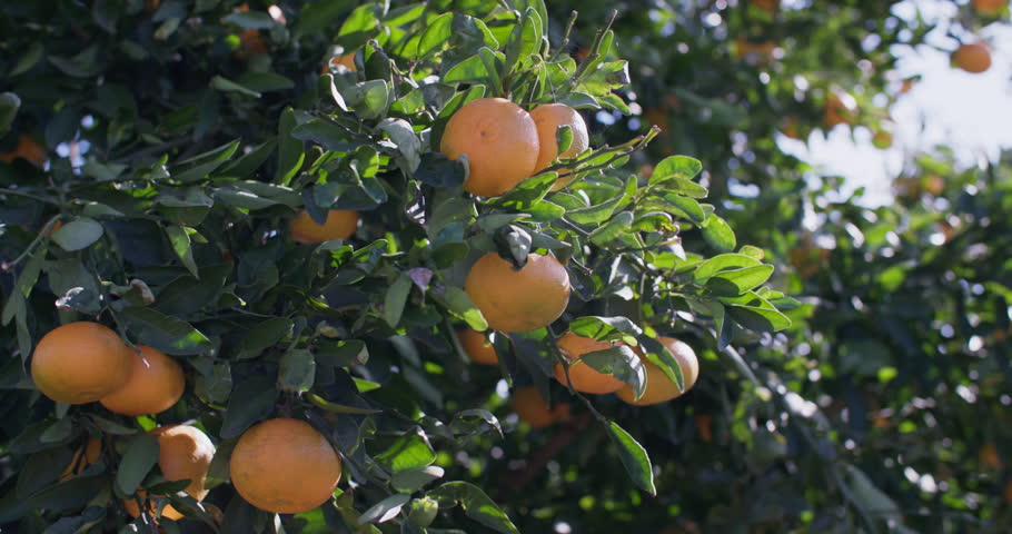 Mandarins grow on a tree in a mandarin plantation. Beautiful fruits in nature. High quality 4k footage Royalty-Free Stock Footage #3408720421