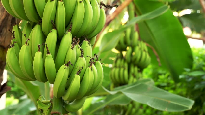 Close up of many unripe green bananas hanging on a palm tree branch. Fresh natural sweet tropical fruits as a sugar substitute. Healthy food copy space background Royalty-Free Stock Footage #3408723349