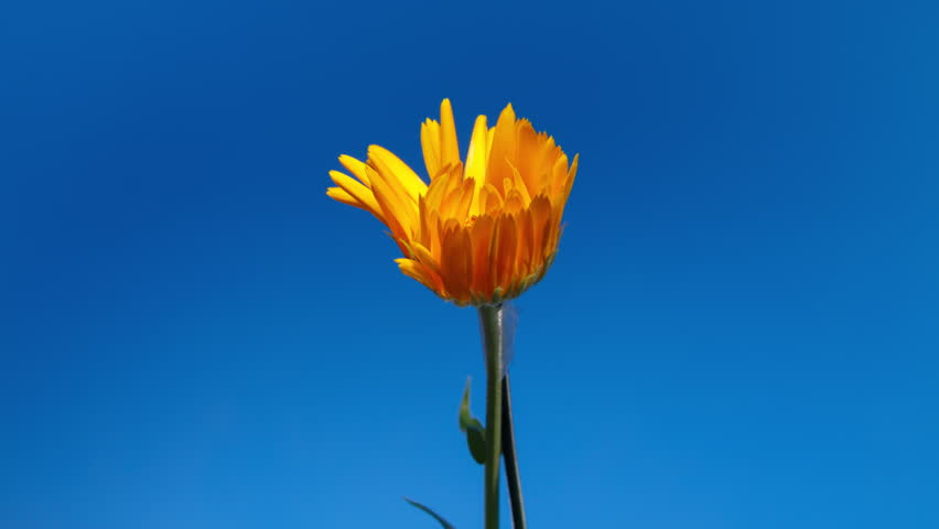 Yellow Flower Of Calendula Officinalis Blooming in Time Lapse on a Blue Background. Medicinal Plant. Nature concept in Springtime
