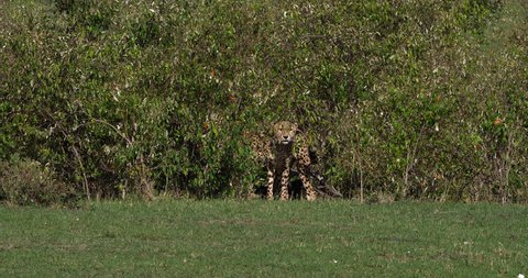 Cheetah, acinonyx jubatus, Adults emerging from Bush, Masai Mara Park in Kenya, Real Time 4K