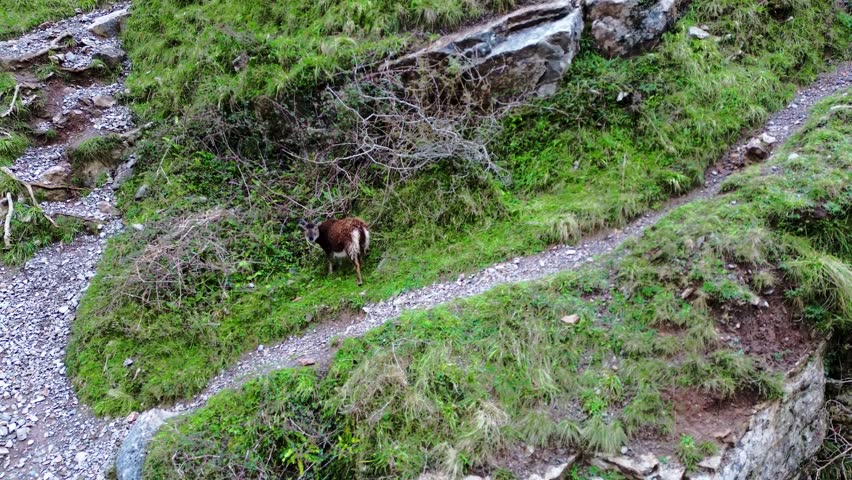 Goat grazing on the slopes of Cheddar Gorge
