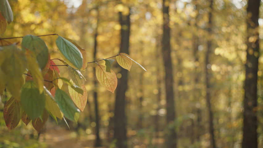 Macro Marvels: Capturing the Detail and Brilliance of Autumn's Yellow Leaf Symphony. High quality 4k footage Royalty-Free Stock Footage #3408753677