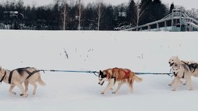 Enchanting Husky Companions: Heartwarming Moments of Playful, Friendly Dogs in Beautiful Natural Settings and Loving Interactions. dogs running in a sled. slow motion video