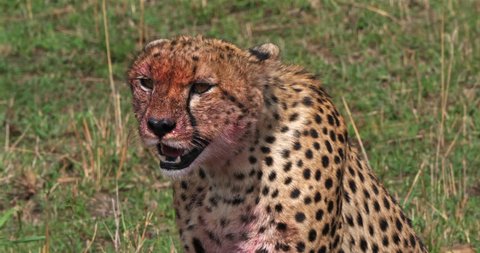 Cheetah, acinonyx jubatus, Adult with Bloody face, with a Kill, a Wildebest, Masai Mara Park in Kenya, Real Time 4K