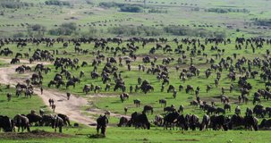 Blue Wildebeest, connochaetes taurinus, Herd during Migration, Masai Mara park in Kenya, Real Time 4K