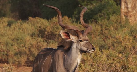 Greater Kudu, tragelaphus strepsiceros, Male standing in Bush, Samburu park in Kenya, Real Time 4K